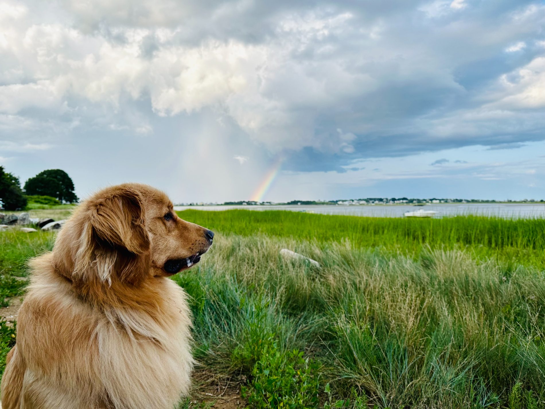Golden retriever looking out over a Maine marsh with a rainbow